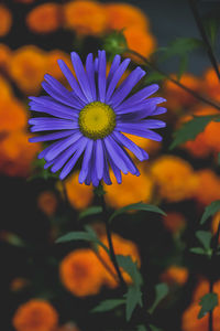 Close-up of purple flower