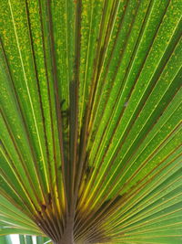 Full frame shot of palm tree