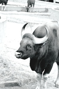 animal