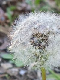 Close-up of dandelion