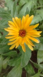 Close-up of yellow flower blooming outdoors