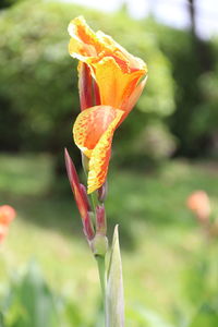 Close-up of orange rose flower