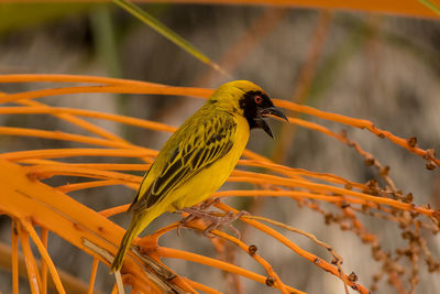 Close-up of bird perching on branch