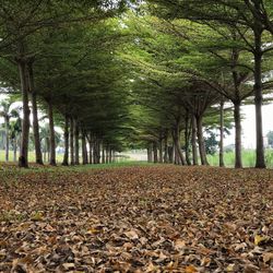 Trees in forest during autumn