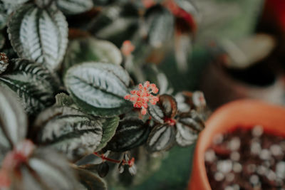 Close-up of flowering plant