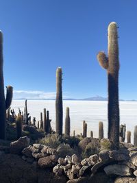 Incahuasi island, uyuni salar, bolivia