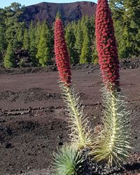 Close-up of plants growing on field