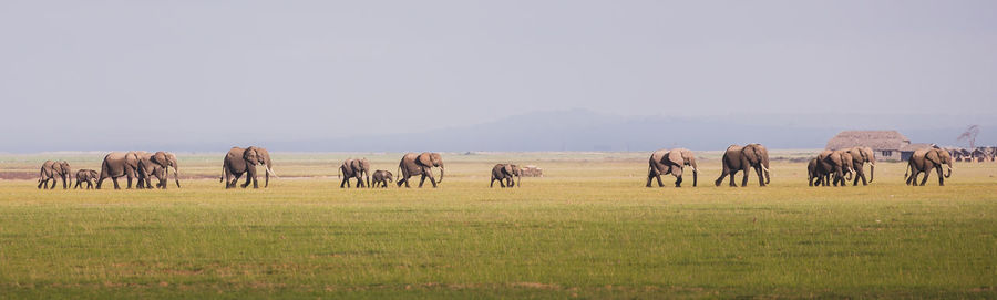 Panoramic view of elephants with calves walking on field against sky