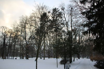 Trees against sky during winter