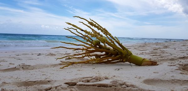Driftwood on beach against sky