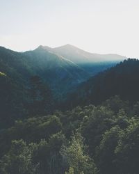 Scenic view of forest