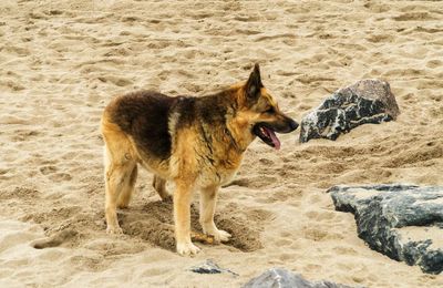 High angle view of dog on beach