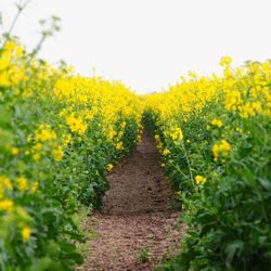 Yellow flowers growing in field