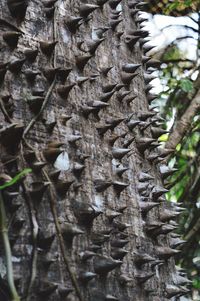 Close-up of tree trunk