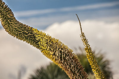 Close-up of plant against sky