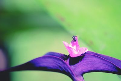 Close-up of insect on flower