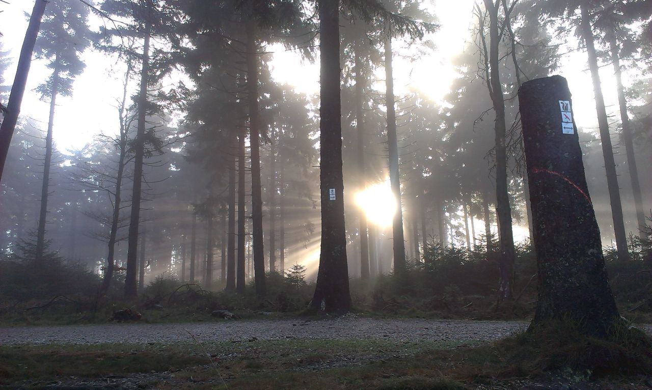 tree, sun, tree trunk, sunbeam, sunlight, tranquility, lens flare, tranquil scene, growth, forest, woodland, nature, back lit, beauty in nature, scenics, landscape, sunset, field, silhouette, non-urban scene