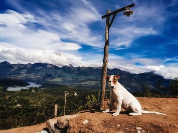 Dog on field against mountain