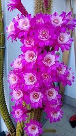 Close-up of pink flowers