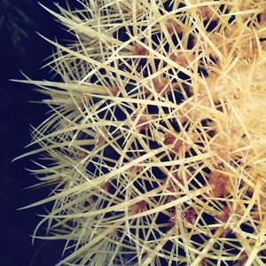 Close-up of cactus