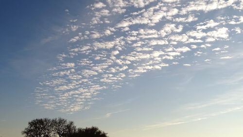 Low angle view of tree against sky