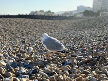 High angle view of seagull on beach