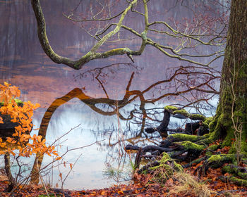 Bare trees in forest against sky