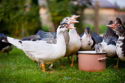 Ducks on grass