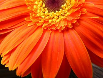 Close-up of orange flower