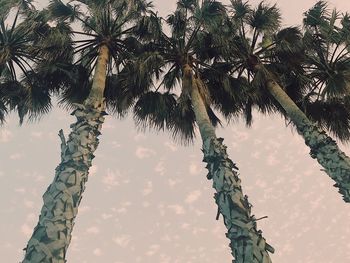 Low angle view of palm tree against sky