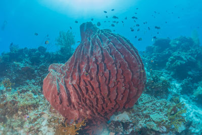 Coral reef and water plants at the tubbataha reefs, philippines