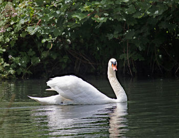 Swan swimming in lake