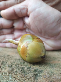 Close-up of hand holding fruit