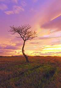 Tree on field against sky at sunset