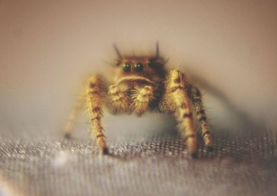 Close-up of spider on web