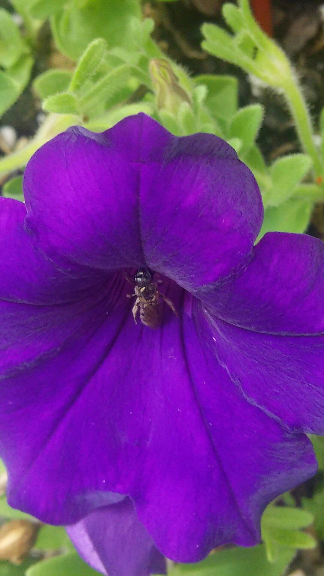 Bug on a flower