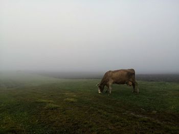 Cow grazing during a misty autumn morning in rural romania