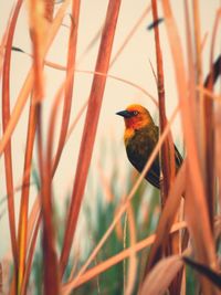 Bird perching on a plant