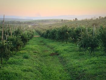 Scenic view of agricultural field against sky