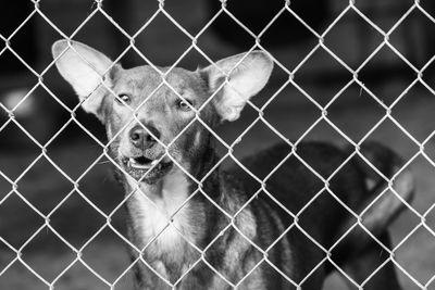 Portrait of dog seen through chainlink fence