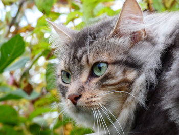 Close-up of a cat looking away