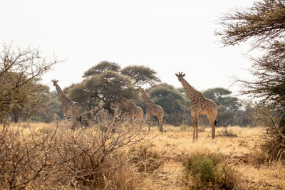 View of giraffe on field against sky