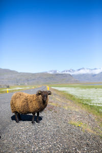 Dog standing on road