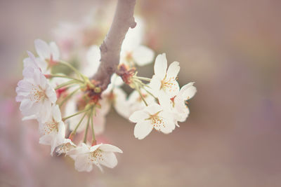 Close-up of cherry blossom