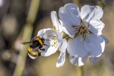 Close-up of bee on flower