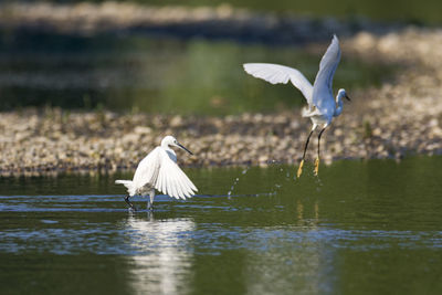 The little egret hunting on the drava river