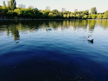 Ducks swimming in lake against sky