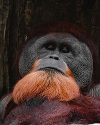 Close-up portrait of a monkey