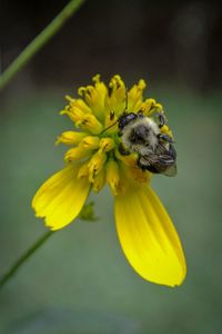 Close-up of bee pollinating on yellow flower