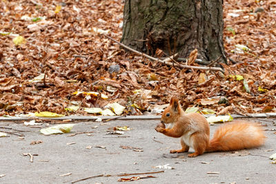 Squirrel on a field